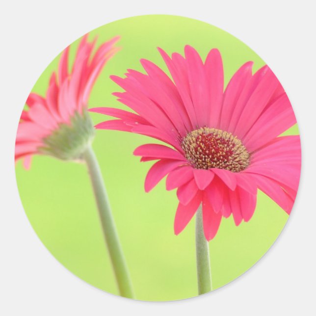 Customizable Pink Gerber Daisies on Green Classic Round Sticker (Front)