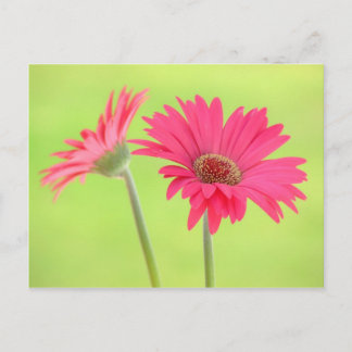 Customizable Pink Gerber Daisies on Green Postcard