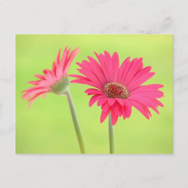 Customizable Pink Gerber Daisies on Green Postcard (Front)