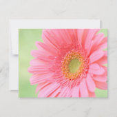 Customizable Pink Gerber Daisy (Front)