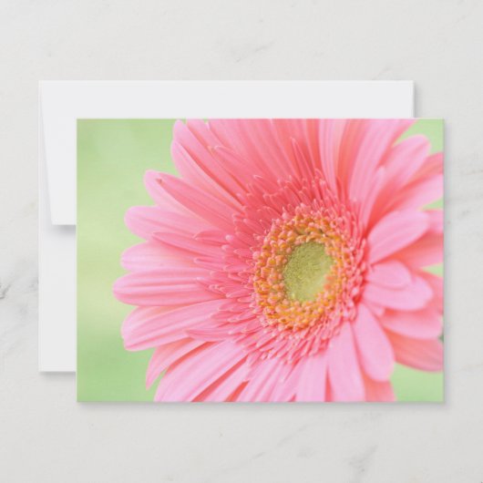 Customizable Pink Gerber Daisy (Front)