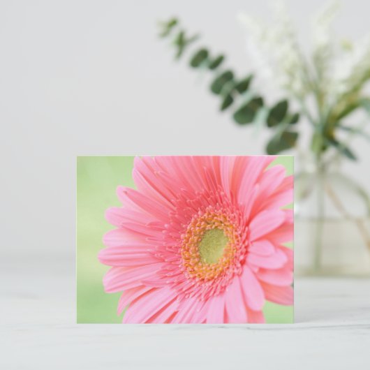 Customizable Pink Gerber Daisy (Standing Front)