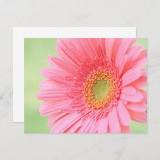 Customizable Pink Gerber Daisy (Front/Back)