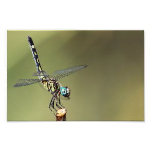 Customizable Print, Dragonfly with Vortex Eyes Photo Print
