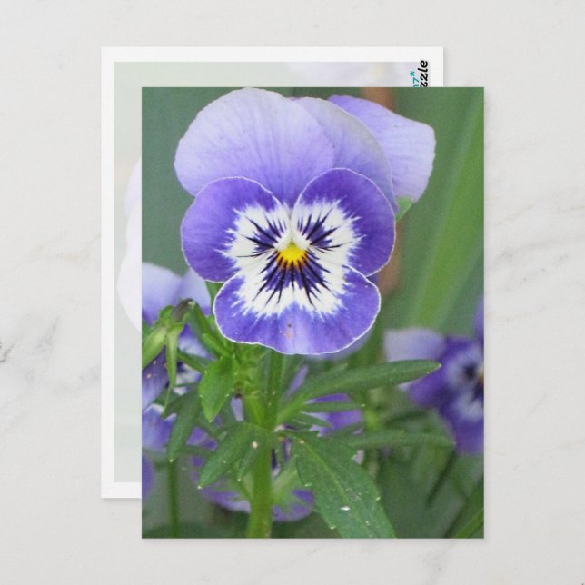 Customizable Purple Pansy Postcard (Front/Back)