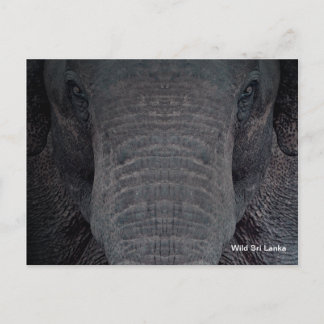 Customizable Sri Lanka Elephant Postcard