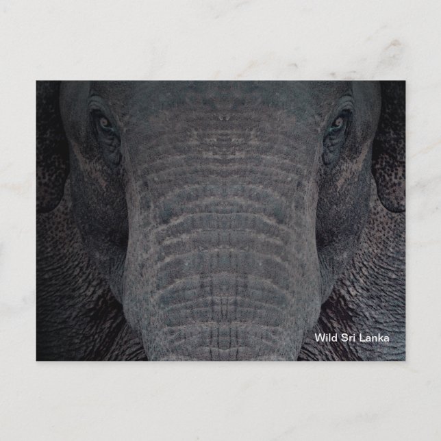 Customizable Sri Lanka Elephant Postcard (Front)