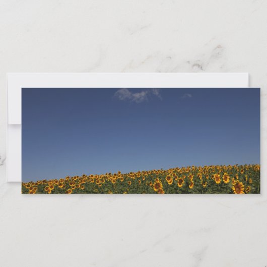 Customizable Sunflower field (Back)