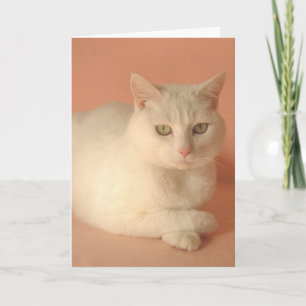 Customizable Valentine Cats Holiday Card