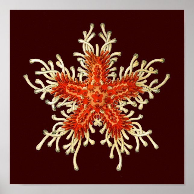 Customizable Vintage Haeckel Poster (Front)