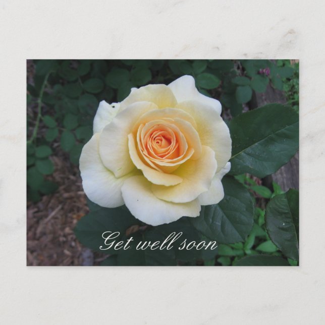 Customizable Yellow Rose Greeting Postcard (Front)