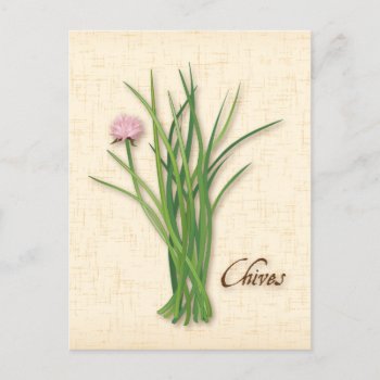 Customize Chives Herb Postcard by pomegranate_gallery at Zazzle