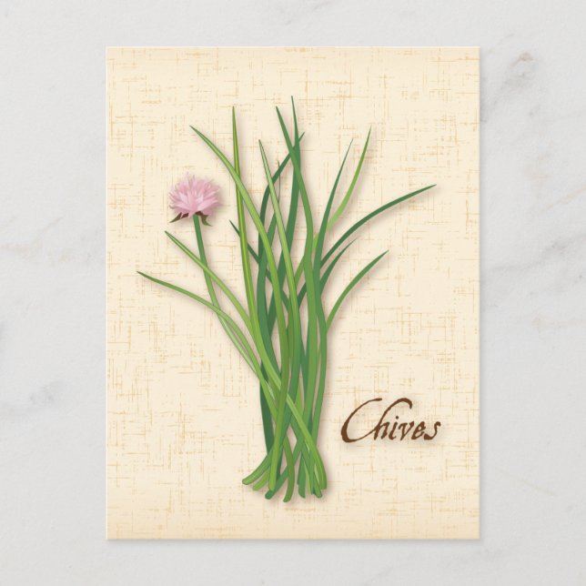 Customize Chives Herb Postcard (Front)