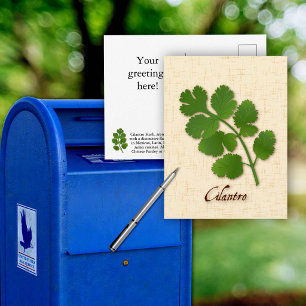 Customize Cilantro Herb Postcard