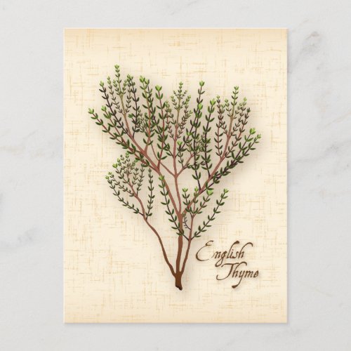 Customize English Thyme Herb Postcard