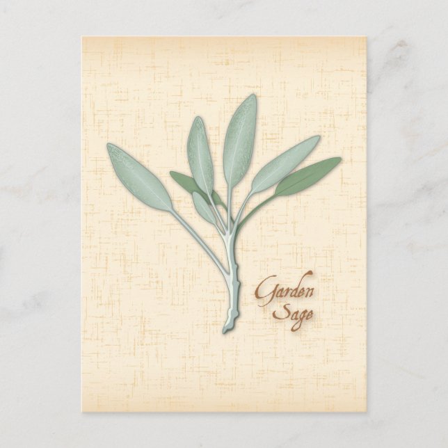 Customize Garden Sage Herb Postcard (Front)