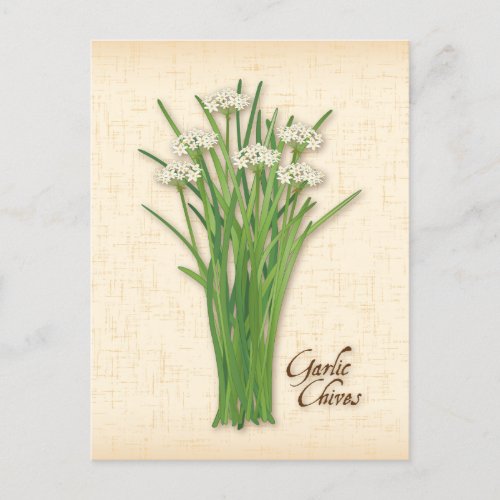 Customize Garlic Chives Herb Postcard