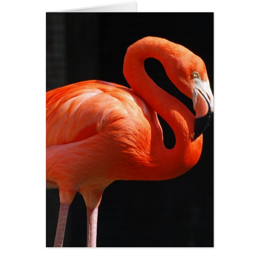 Customize Product (Front)