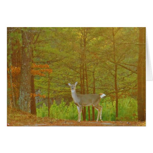 Customize Product (Front Horizontal)