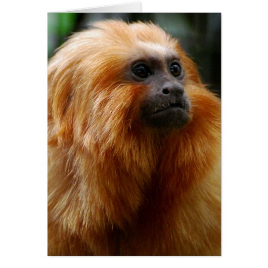 Customize Product (Front)