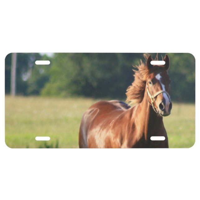 Customize Product License Plate (Front)