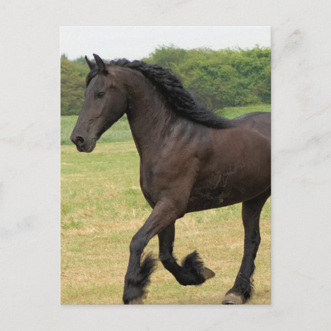 Customize Product Postcard (Front)