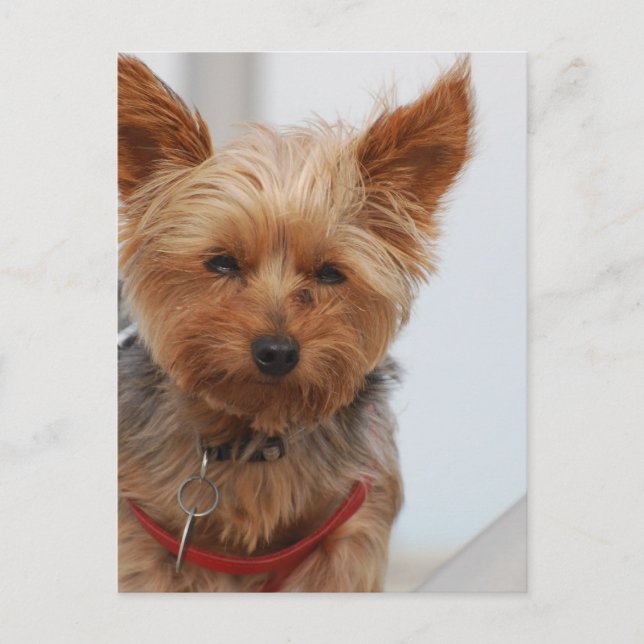 Customize Product Postcard (Front)