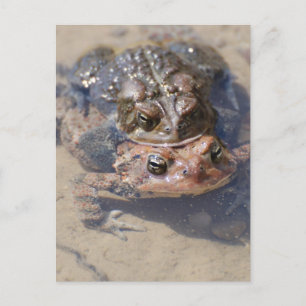 Customize Product Postcard