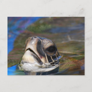 Customize Product Postcard