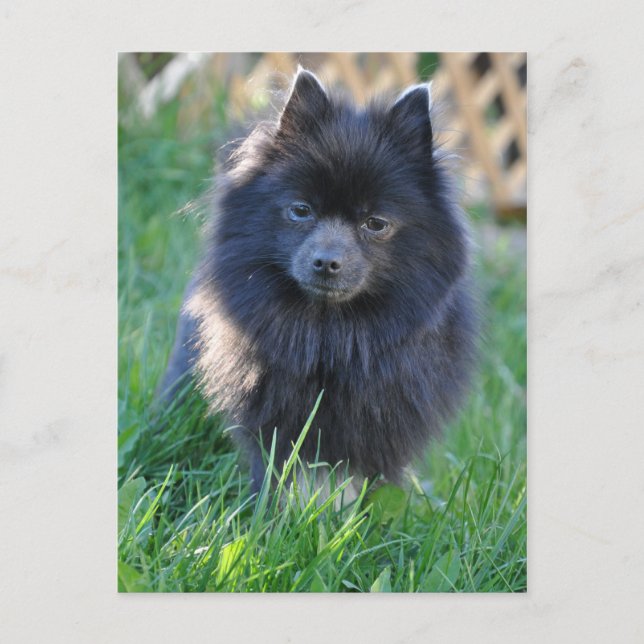 Customize Product Postcard (Front)