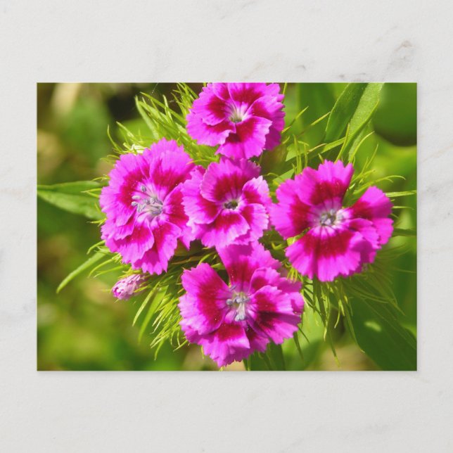 Customize Product Postcard (Front)