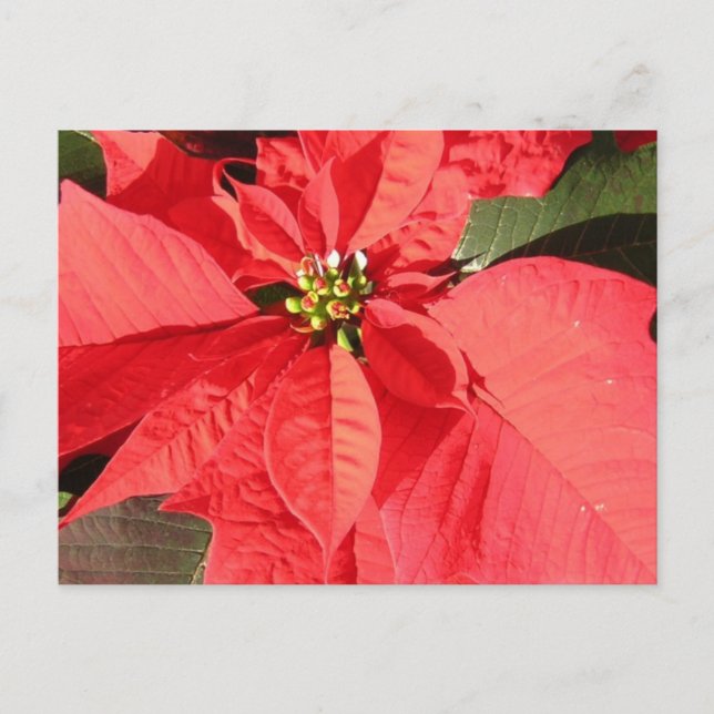 Customize Product Postcard (Front)