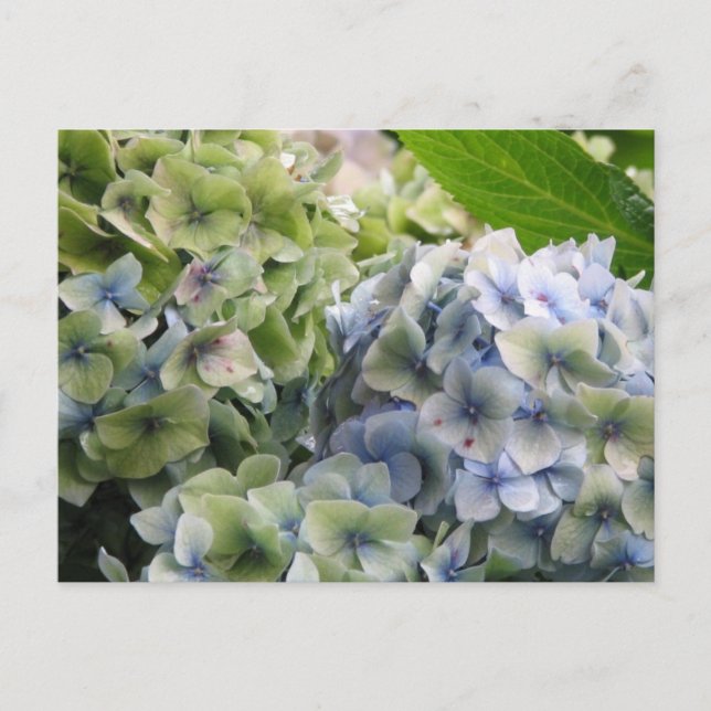 Customize Product Postcard (Front)