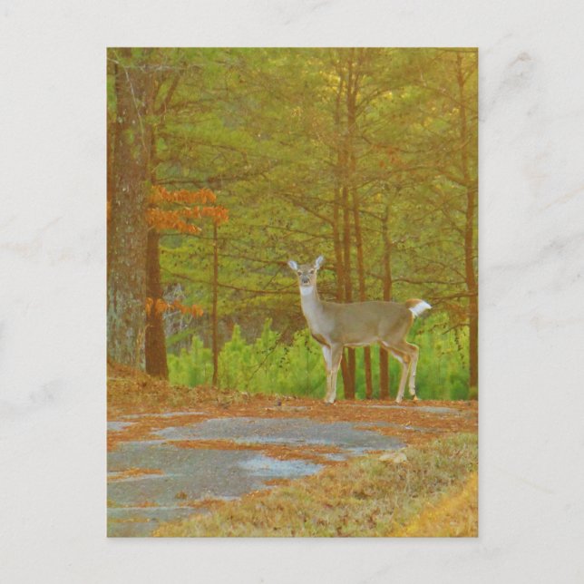 Customize Product Postcard (Front)