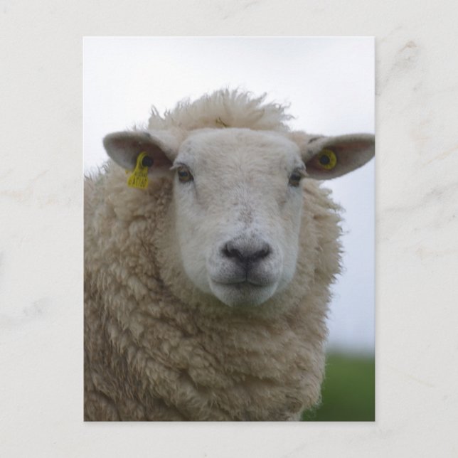 Customize Product Postcard (Front)