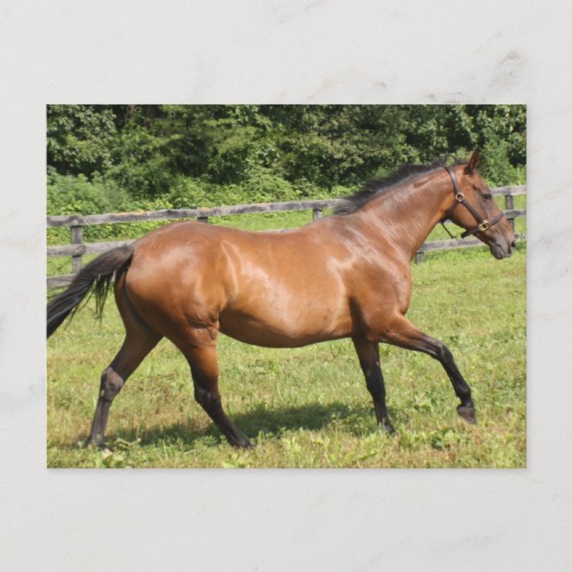 Customize Product Postcard (Front)