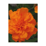 Customize Product Postcard