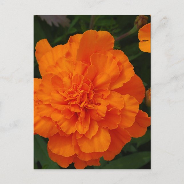 Customize Product Postcard (Front)