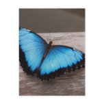 Customize Product Postcard