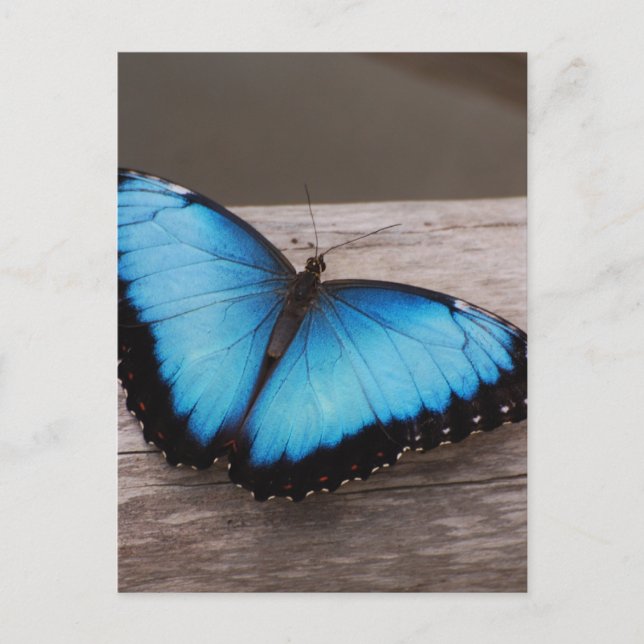 Customize Product Postcard (Front)