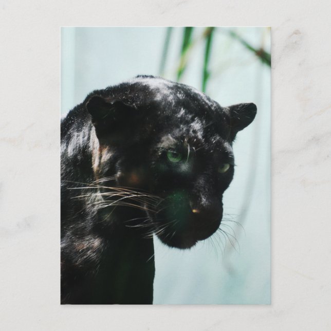 Customize Product Postcard (Front)