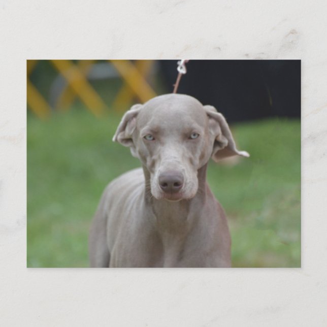 Customize Product Postcard (Front)