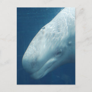 Customize Product Postcard