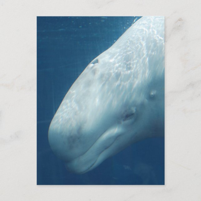 Customize Product Postcard (Front)