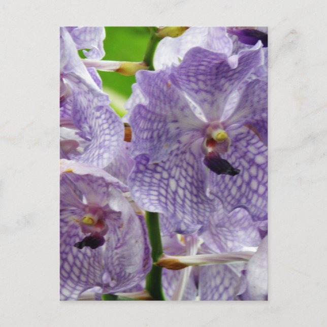 Customize Product Postcard (Front)