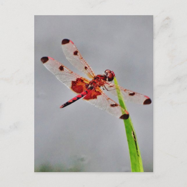 Customize Product Postcard (Front)