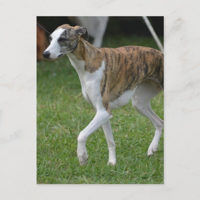 Customize Product Postcard (Front)