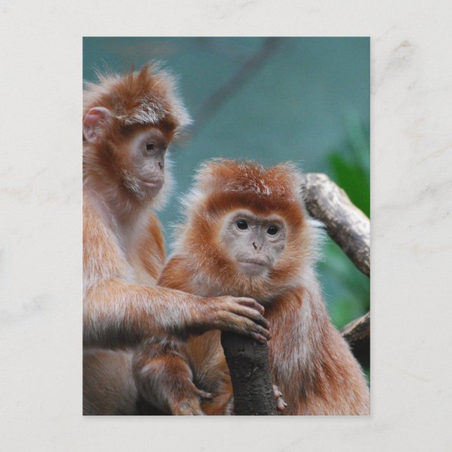 Customize Product Postcard (Front)