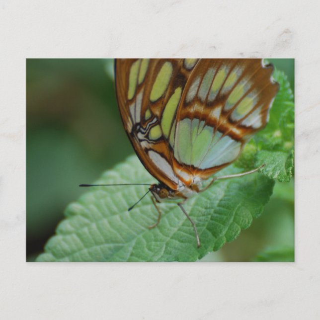 Customize Product Postcard (Front)