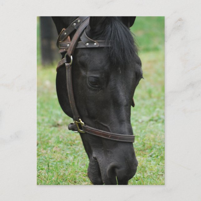 Customize Product Postcard (Front)